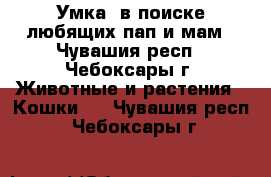 Умка  в поиске любящих пап и мам - Чувашия респ., Чебоксары г. Животные и растения » Кошки   . Чувашия респ.,Чебоксары г.